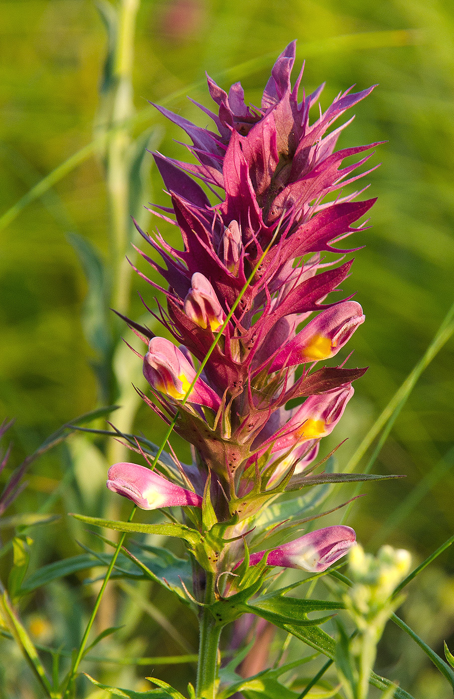 Image of Melampyrum arvense specimen.