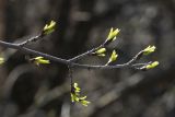 Rhamnus cathartica. Веточка с развивающимися листьями. Санкт-Петербург, Кировский р-н, в уличном озеленении. 17.04.2026.