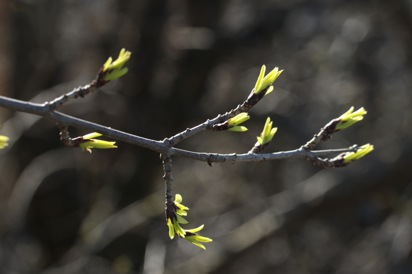Изображение особи Rhamnus cathartica.