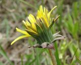 Taraxacum tortilobum