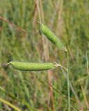 Lathyrus hirsutus. Соплодие. Краснодарский край, окр. г. Адлер, вырубка под ЛЭП. 30.06.2024.