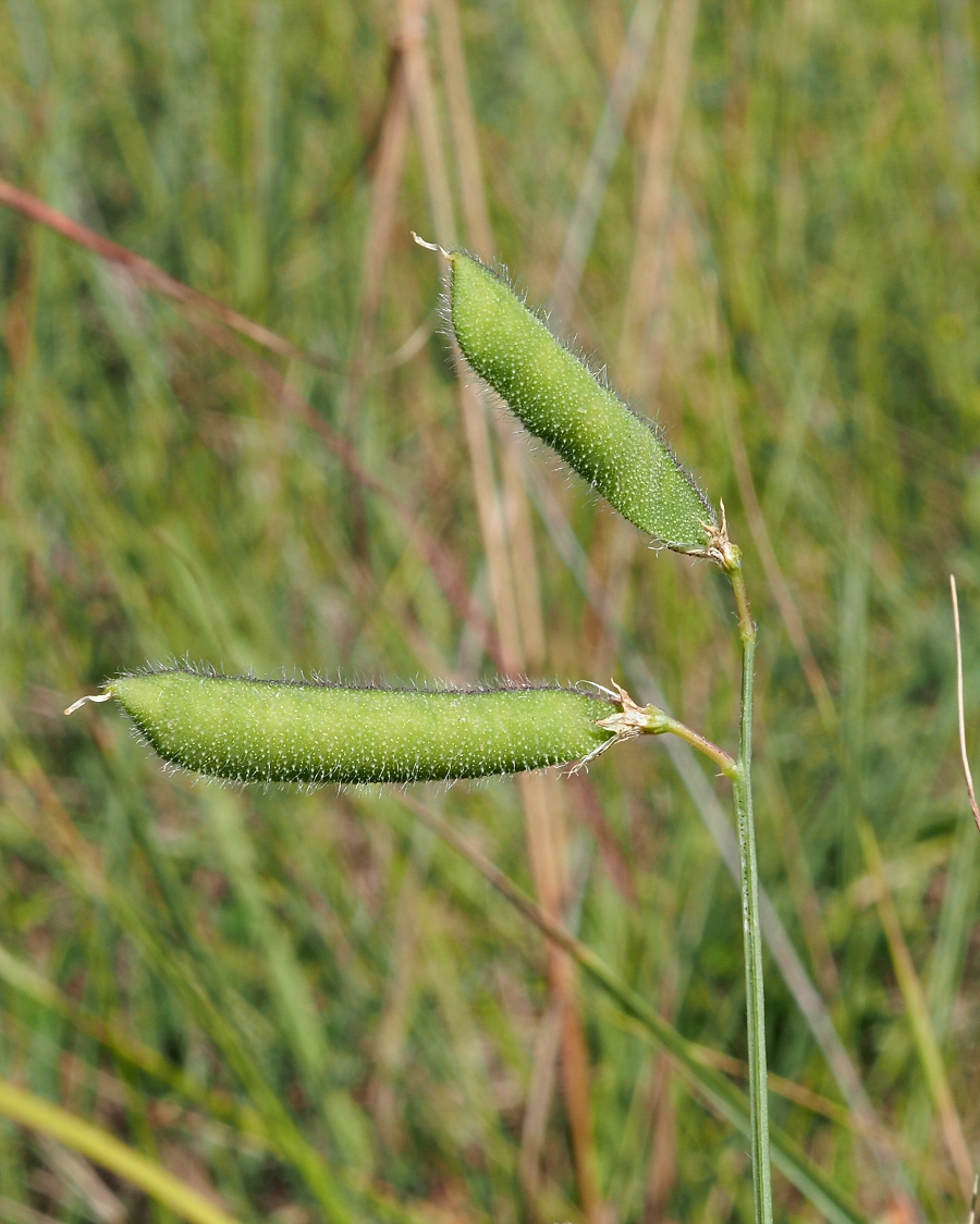 Изображение особи Lathyrus hirsutus.
