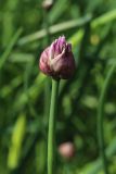 Allium schoenoprasum. Верхушка побега с распускающимся соцветием. Санкт-Петербург, Кировский р-н, цветник на бульваре. 19.05.2026.