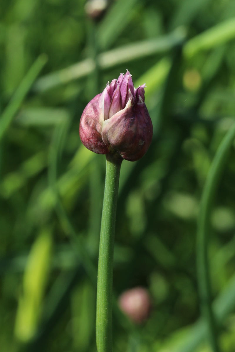 Image of Allium schoenoprasum specimen.