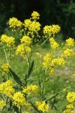 Bunias orientalis. Верхушка соцветия. Санкт-Петербург, Кировский р-н, газон. 06.06.2026.