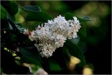 Syringa vulgaris. Соцветие (махровая форма). Московская обл., Раменский р-н, окр. дер. Хрипань, садовый участок. 04.06.2026.