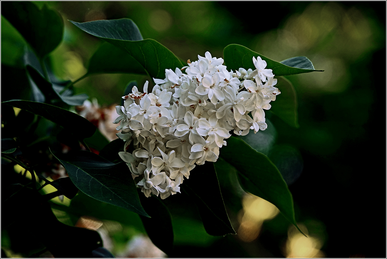 Изображение особи Syringa vulgaris.