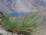 familia Poaceae. Цветущее растение. Таджикистан, Горно-Бадахшанская автономная обл., Рушанский р-н, Северо-Аличурский хр., окр. Сарезского оз., плато Марджанай, ≈ 3900 м н.у.м., каменистый склон. 23 июня 2026 г.