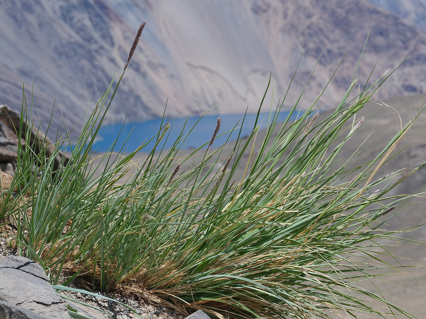 Image of familia Poaceae specimen.