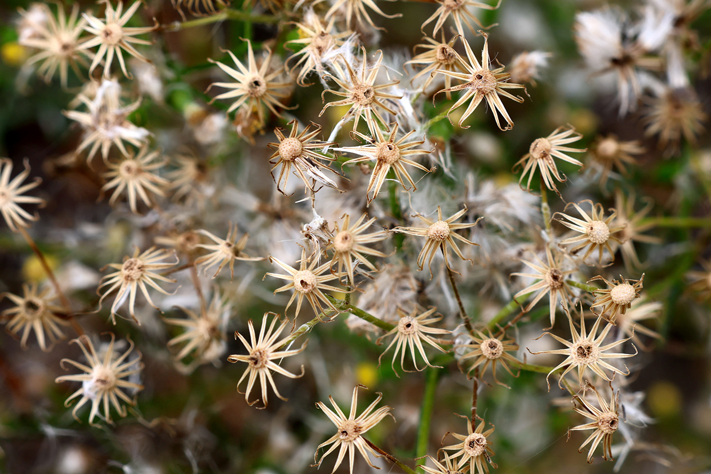 Изображение особи Senecio vulgaris.