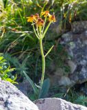Tephroseris phaeantha