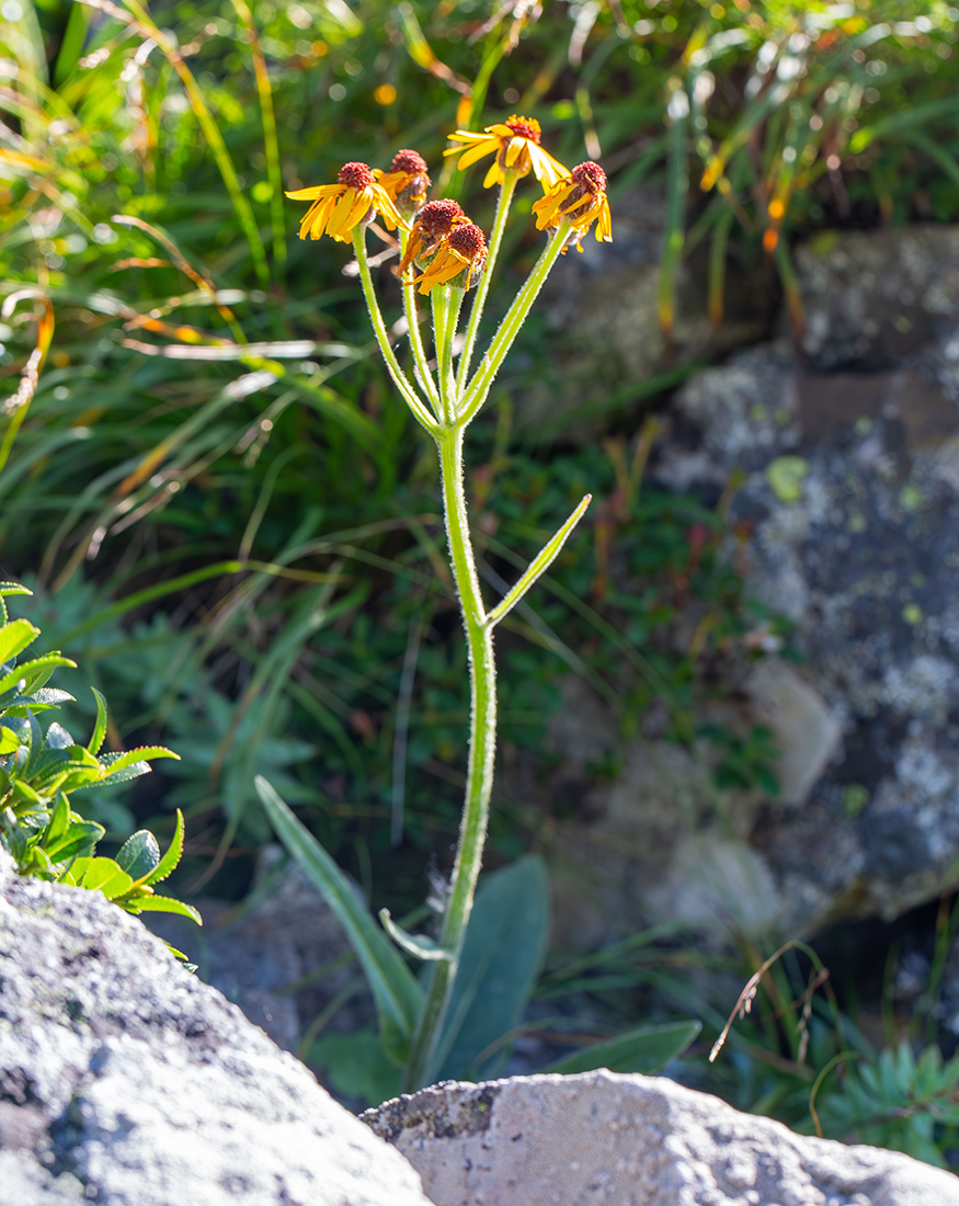 Image of Tephroseris phaeantha specimen.
