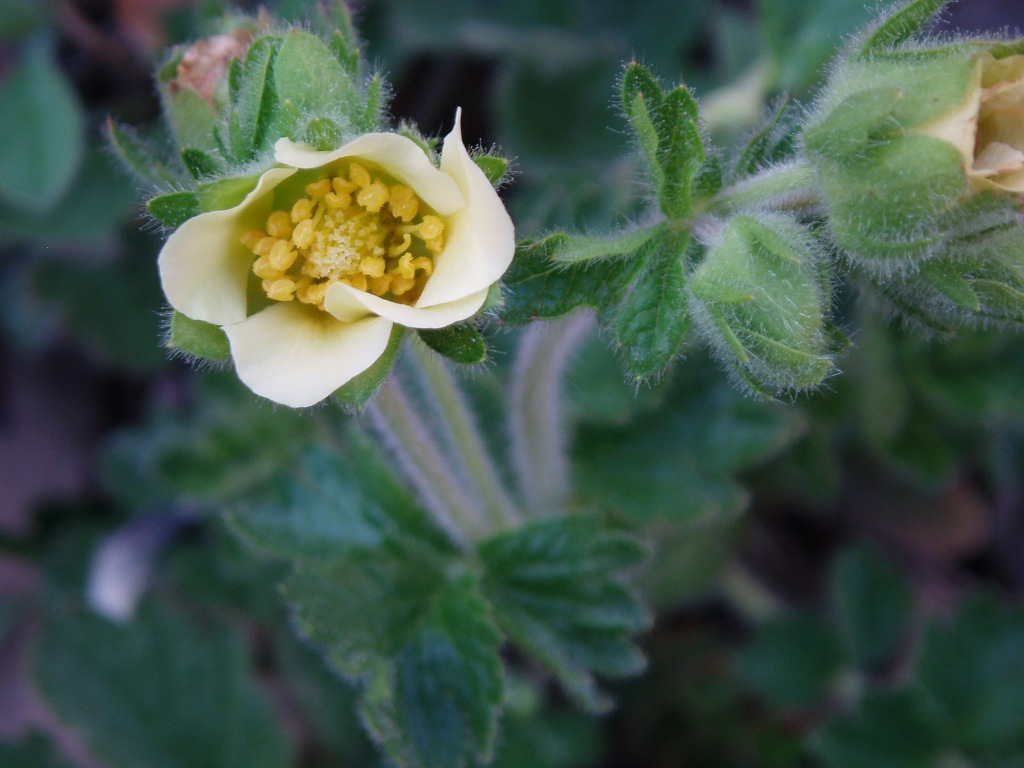 Image of Potentilla geoides specimen.