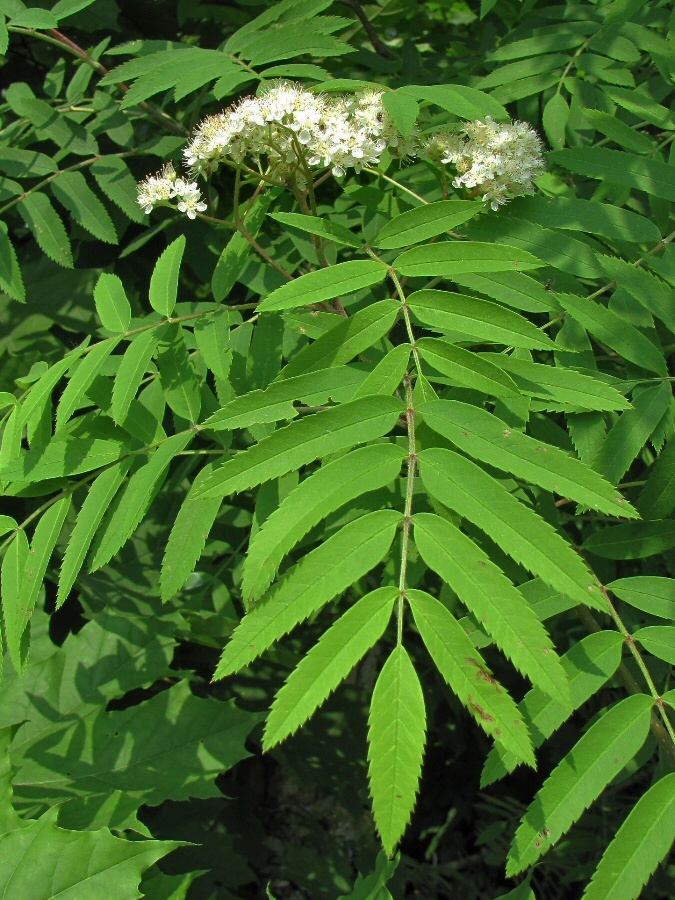 Image of Sorbus aucuparia specimen.