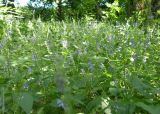 Scutellaria altissima. Цветущие растения в байрачном лесу. Днепропетровская обл., балка в верховьях р. Самоткани. 04.06.2011.