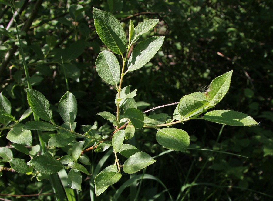 Изображение особи Salix myrsinifolia.