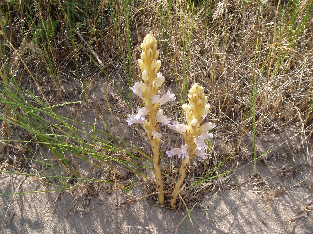 Image of Phelipanche arenaria specimen.
