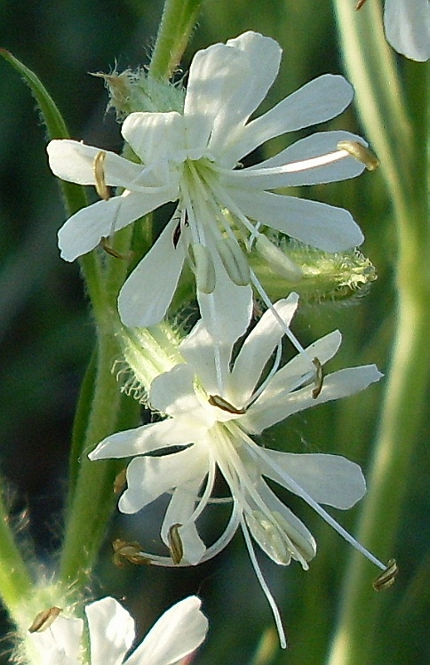 Изображение особи Silene dichotoma.