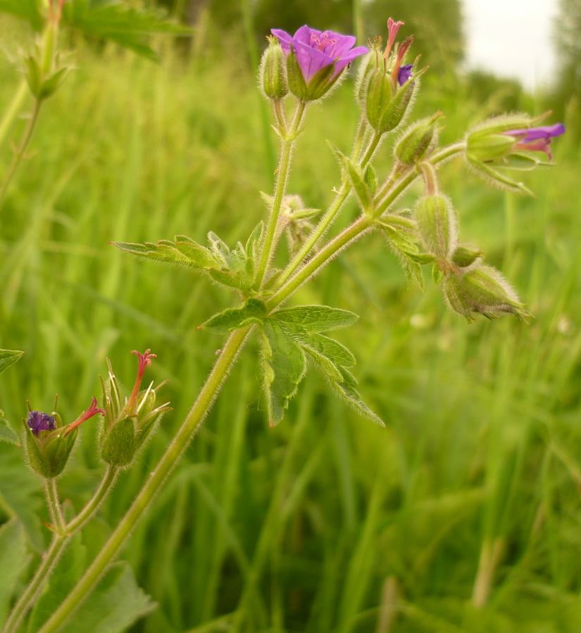 Image of Geranium sylvaticum specimen.