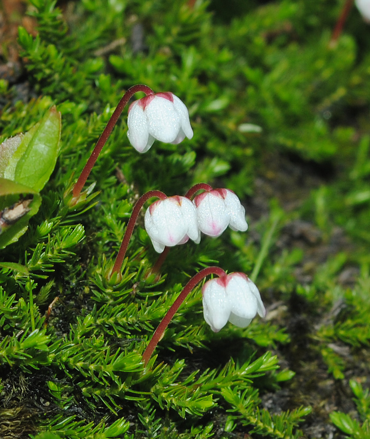 Image of Harrimanella hypnoides specimen.