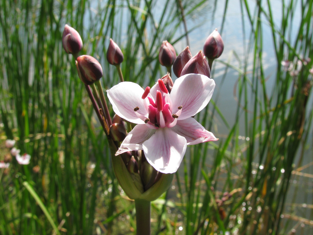 Изображение особи Butomus umbellatus.