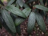 Viburnum rhytidophyllum