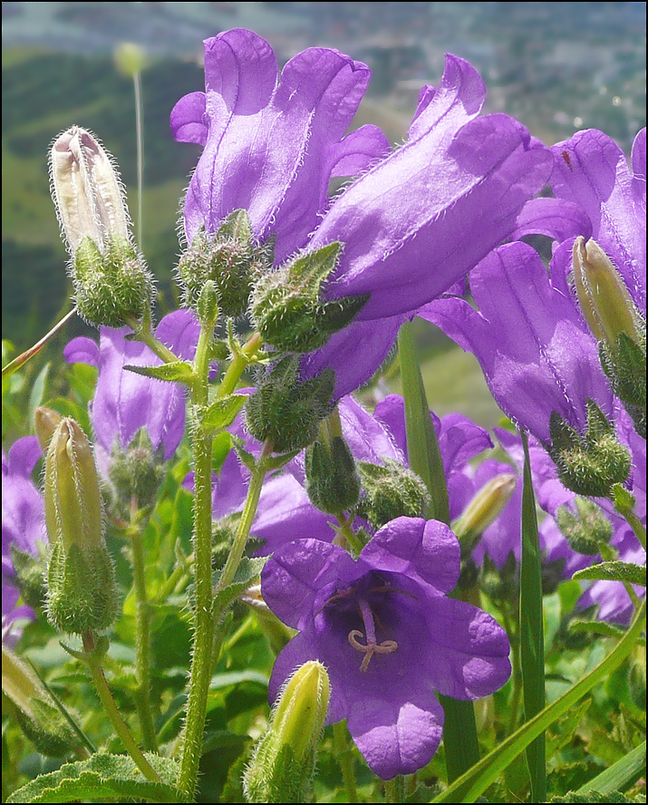 Image of Campanula komarovii specimen.