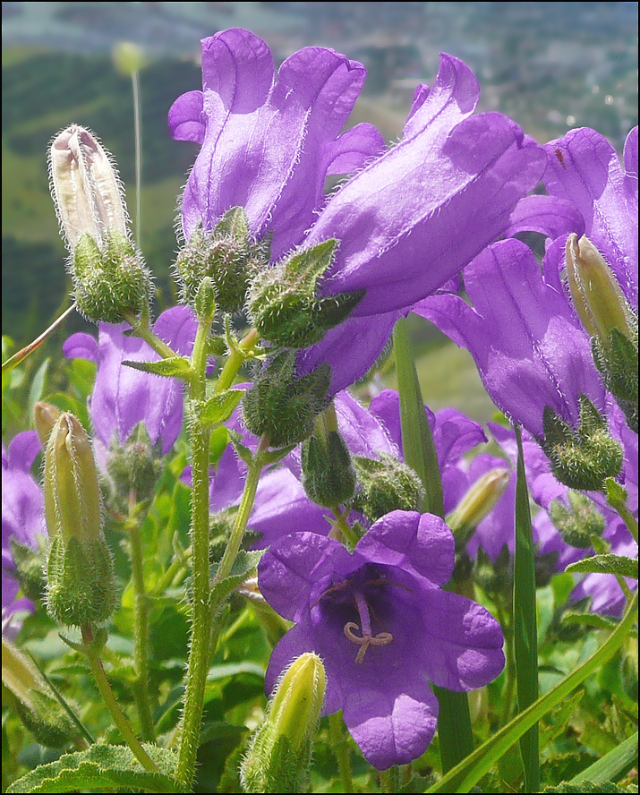 Изображение особи Campanula komarovii.