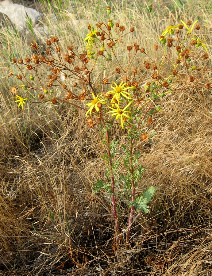 Изображение особи Senecio jacobaea.