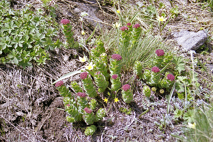 Изображение особи Rhodiola heterodonta.