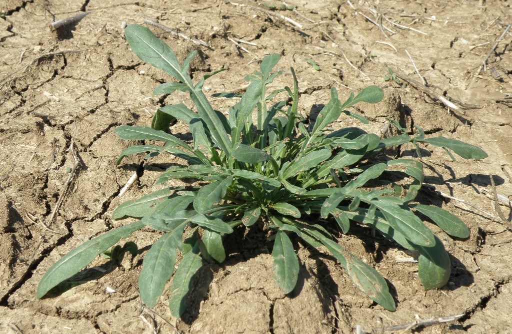 Image of Reseda lutea specimen.
