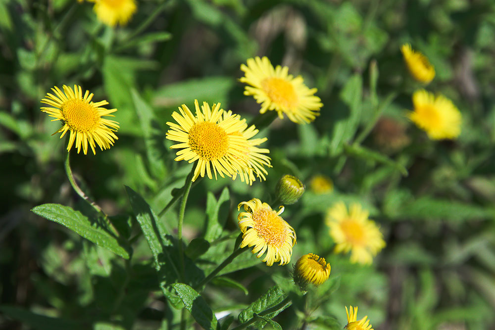 Изображение особи Inula britannica.