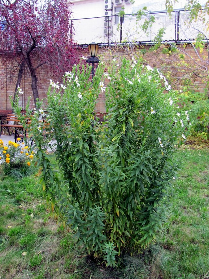 Изображение особи Leucanthemella serotina.