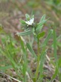 Buglossoides arvensis