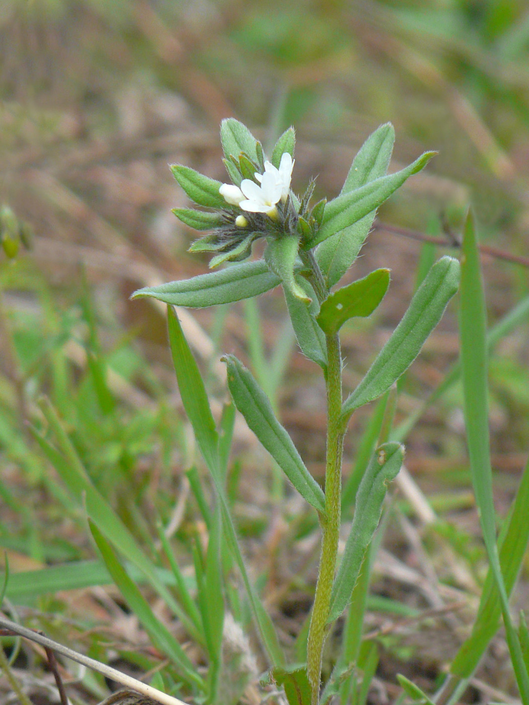 Изображение особи Buglossoides arvensis.