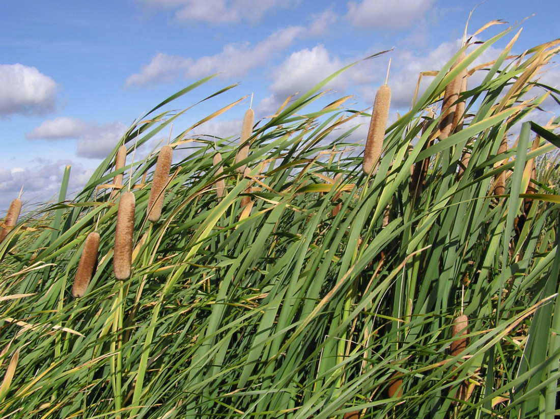 Image of Typha latifolia specimen.