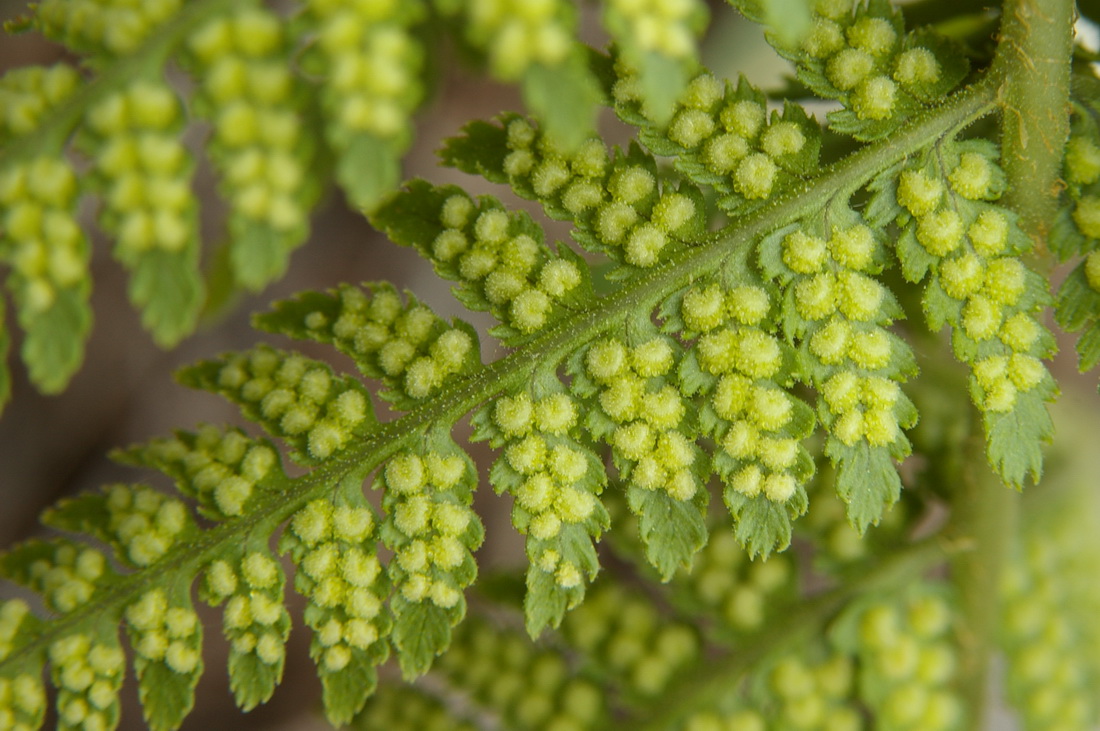 Изображение особи Dryopteris villarii.