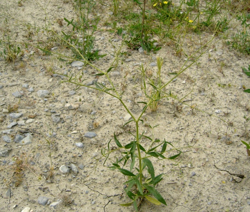 Image of Pseudosaponaria pilosa specimen.