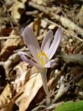 Colchicum umbrosum