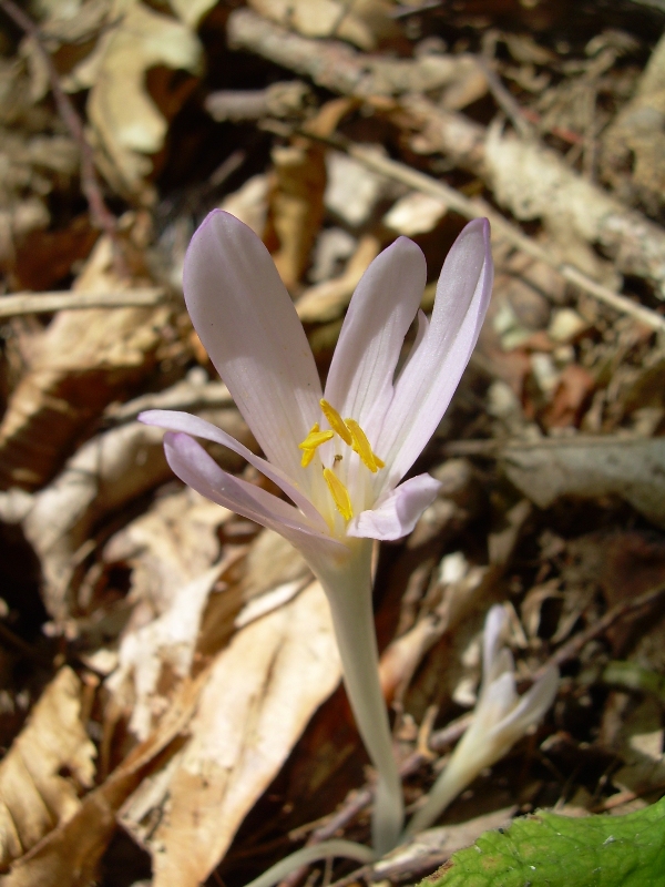 Image of Colchicum umbrosum specimen.