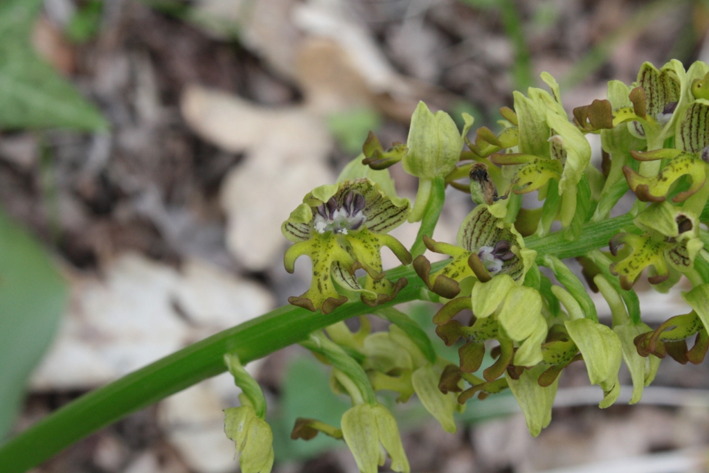 Image of Orchis punctulata specimen.