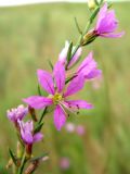 Lythrum virgatum. Часть соцветия. Астраханская обл., Володарский р-н, окр. с. Ямное, берег обсыхающего ерика Парфимов. 18.08.2010.