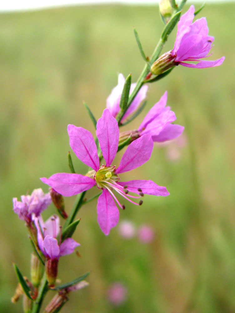 Изображение особи Lythrum virgatum.