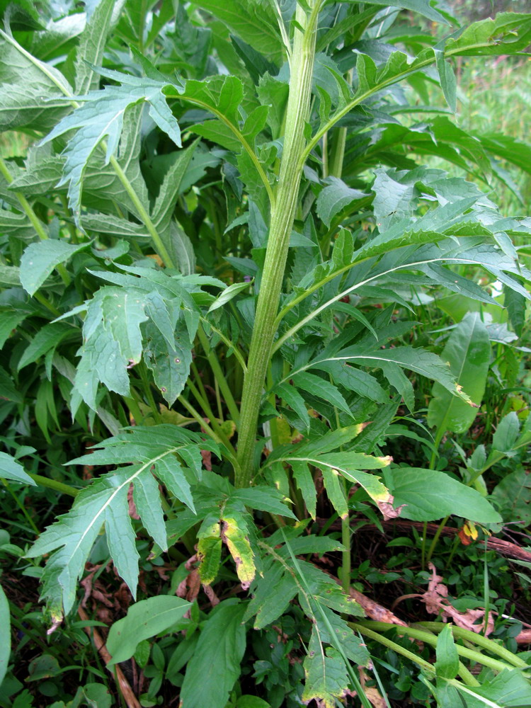 Image of Stemmacantha orientalis specimen.