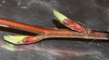 Ribes sanguineum. Часть побега с распускающимися боковыми почками. Германия, г. Кемпен, в культуре. 06.03.2012.