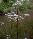 Valeriana officinalis. Верхушки цветущих растений. Курская обл., Железногорский р-н, берег р. Мицень. 24 июля 2007 г.