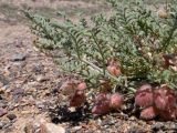 Astragalus pallasii