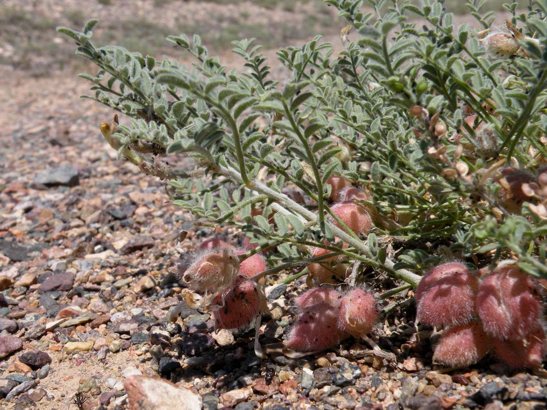 Изображение особи Astragalus pallasii.