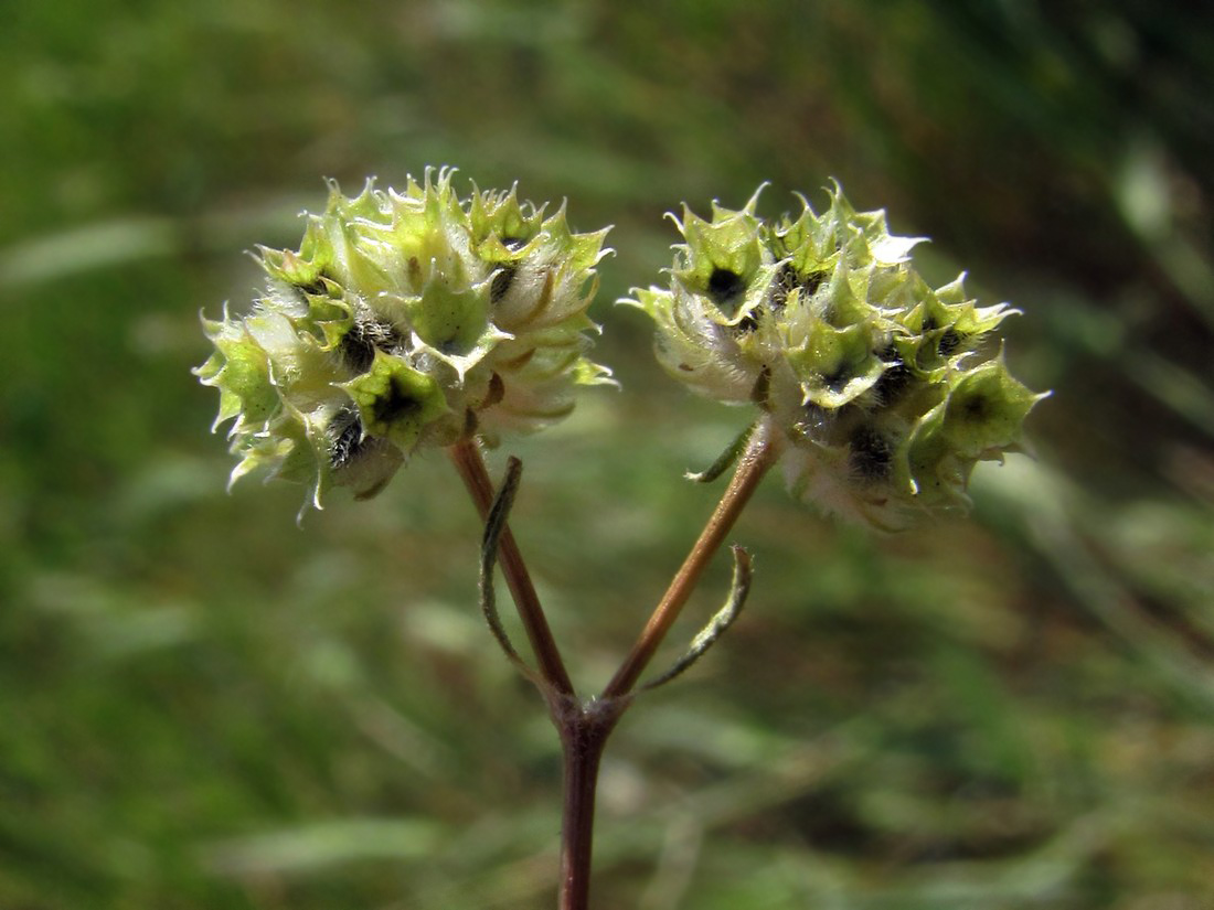 Image of Valerianella kotschyi specimen.