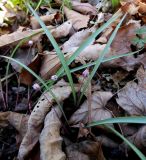 Allium monanthum. Цветущее растение в широколиственном лесу. Приморский край, г. Находка. 12.05.2012.